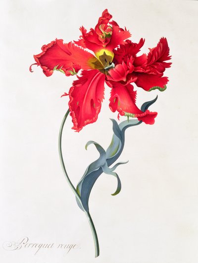 Tulipano: Perroquet Rouge da Georg Dionysius Ehret